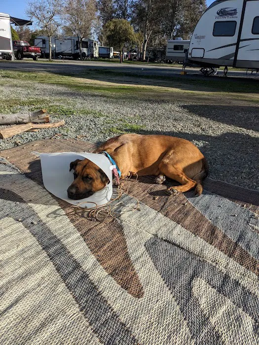 Animal Friends of the Valleys Spay & Neuter Clinic Picture 1