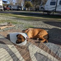 Animal Friends of the Valleys Spay & Neuter Clinic ico