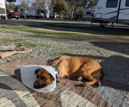 Animal Friends of the Valleys Spay & Neuter Clinic