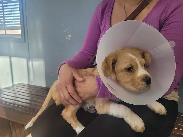 Animal Friends of the Valleys Spay & Neuter Clinic Picture 6