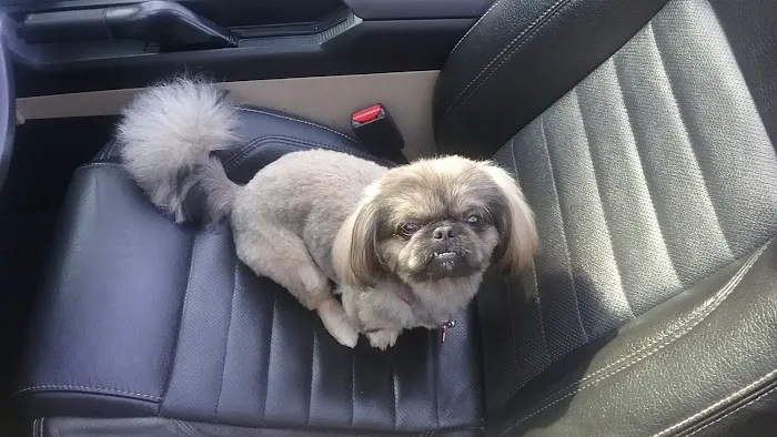 Animal Friends of the Valleys Spay & Neuter Clinic Picture 8