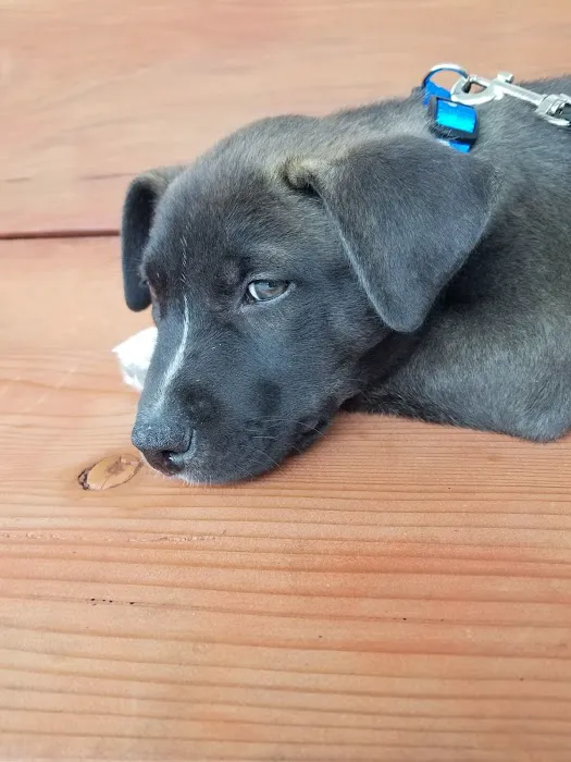 Animal Friends of the Valleys Spay & Neuter Clinic Picture 9