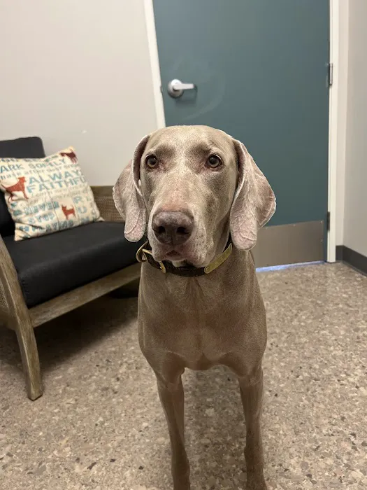 Pet Wellness Center, Veterinarian Picture 2