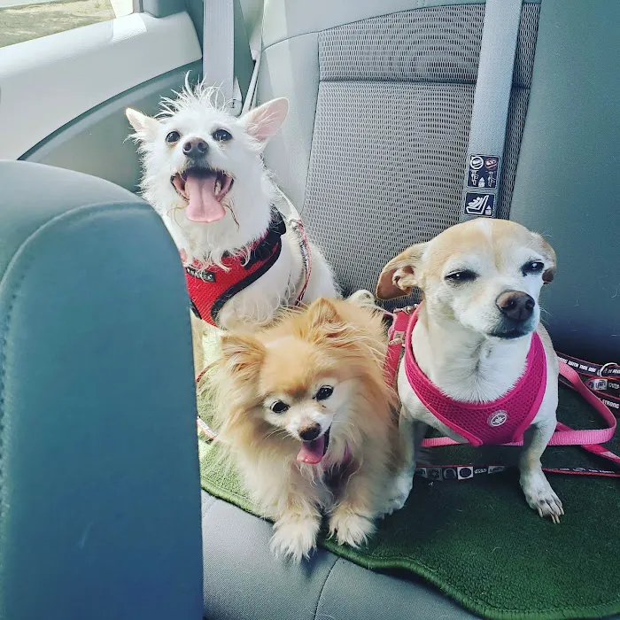 Pet Wellness Center, Veterinarian Picture 3