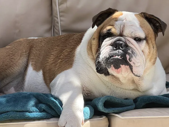 Pet Wellness Center, Veterinarian Picture 1