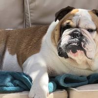 Pet Wellness Center, Veterinarian ico