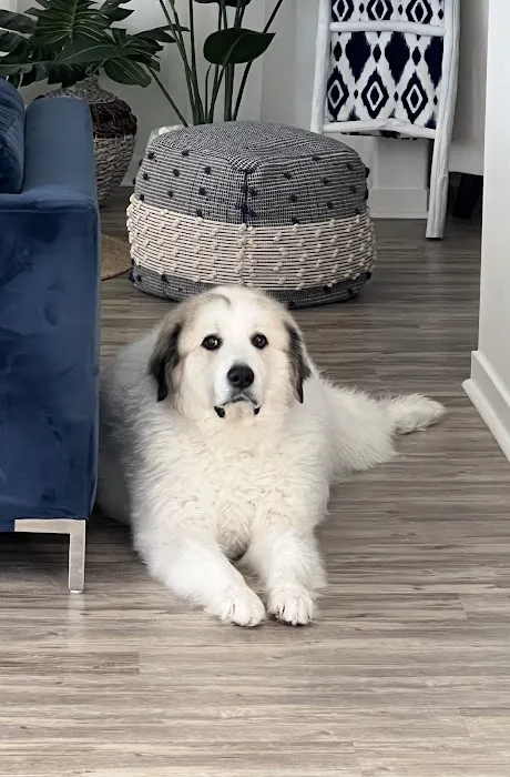 Pet Wellness Center, Veterinarian Picture 4