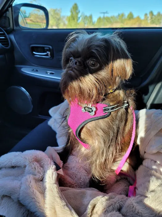 Pet Wellness Center, Veterinarian Picture 9