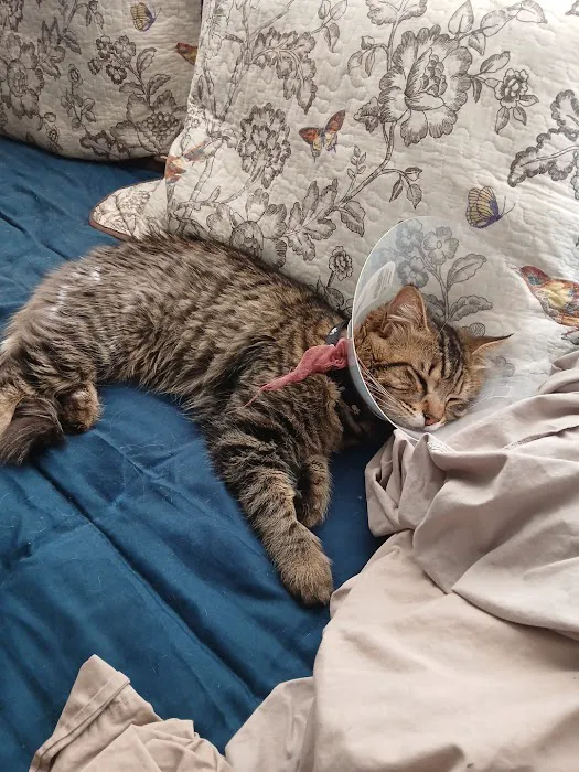 Pet Wellness Center, Veterinarian Picture 8