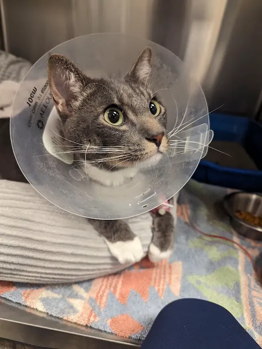 Pet Wellness Center, Veterinarian Picture 7