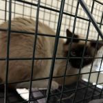 Golden Coast Veterinary Care