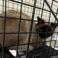 Golden Coast Veterinary Care ico