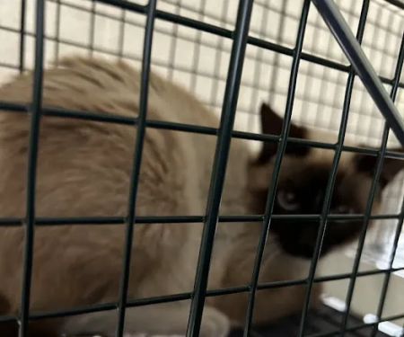 Golden Coast Veterinary Care