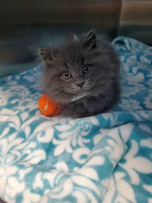 Golden Coast Veterinary Care Picture 6