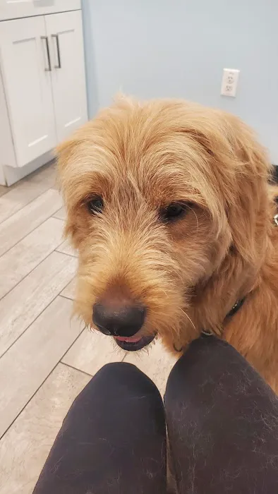 Golden Coast Veterinary Care Picture 2