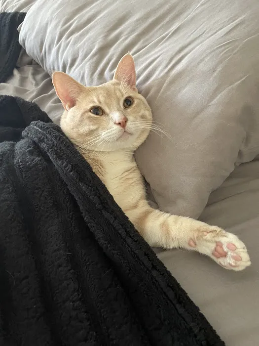 Golden Coast Veterinary Care Picture 8