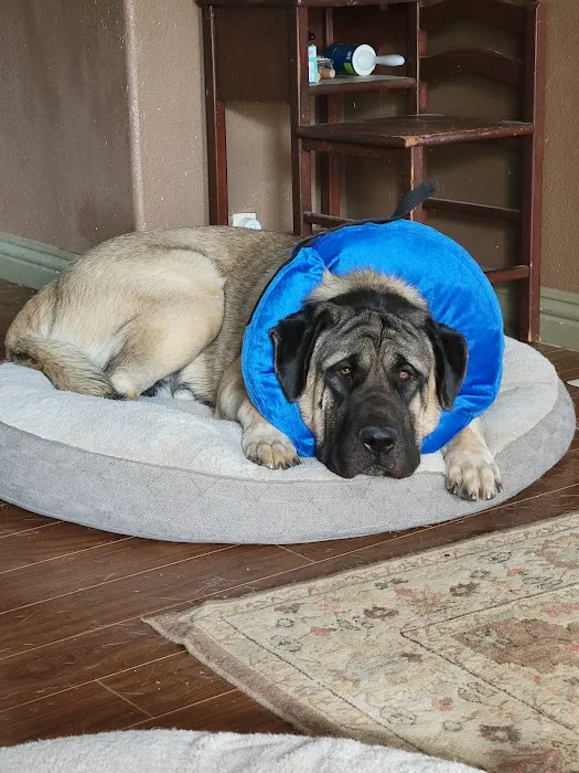 Golden Coast Veterinary Care Picture 9