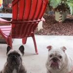 Murrieta Oaks Veterinary Hospital