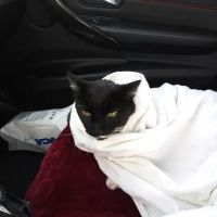 VCA California Oaks Animal Hospital ico