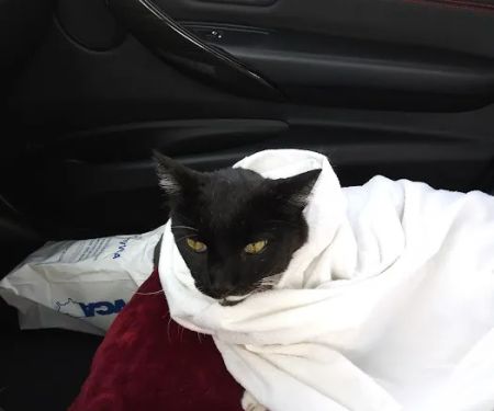 VCA California Oaks Animal Hospital