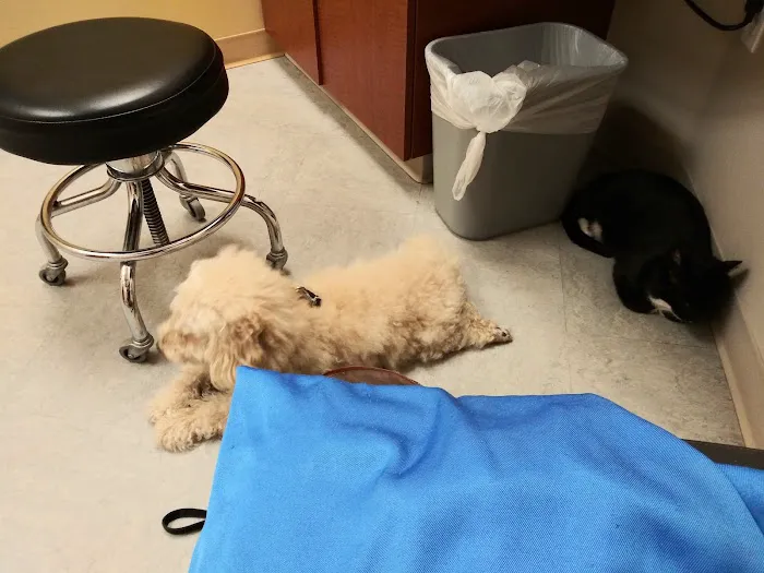 VCA California Oaks Animal Hospital Picture 2