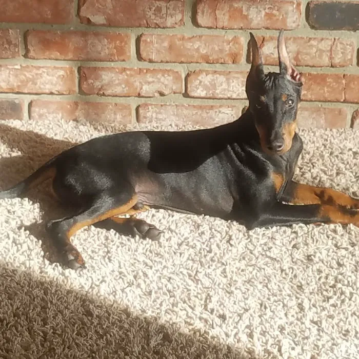 VCA California Oaks Animal Hospital Picture 8