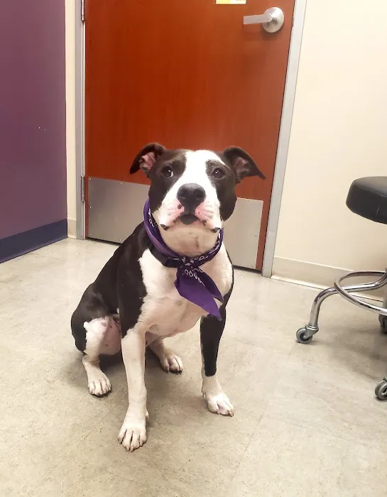 VCA California Oaks Animal Hospital Picture 4