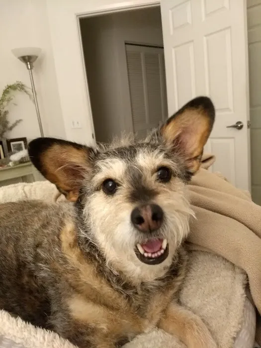 VCA California Oaks Animal Hospital Picture 5