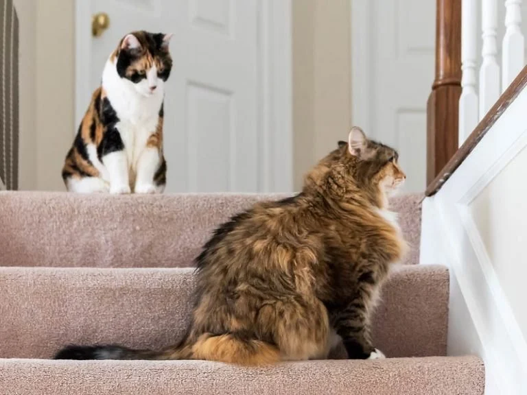 How to Introduce Cats to Each Other Without Fights – A Step-by-Step Guide