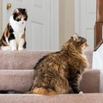 How to Introduce Cats to Each Other Without Fights – A Step-by-Step Guide