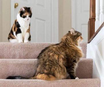 How to Introduce Cats to Each Other Without Fights – A Step-by-Step Guide
