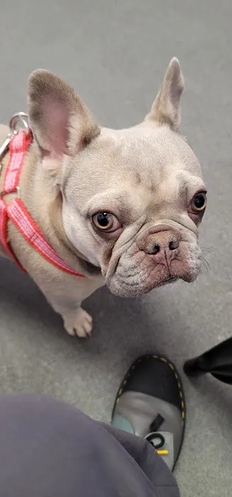 SoCal Pet Hospital Picture 1