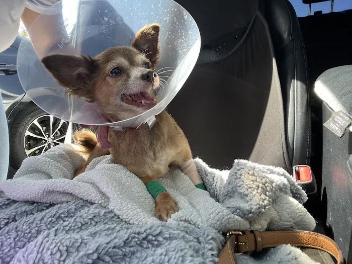 SoCal Pet Hospital Picture 2