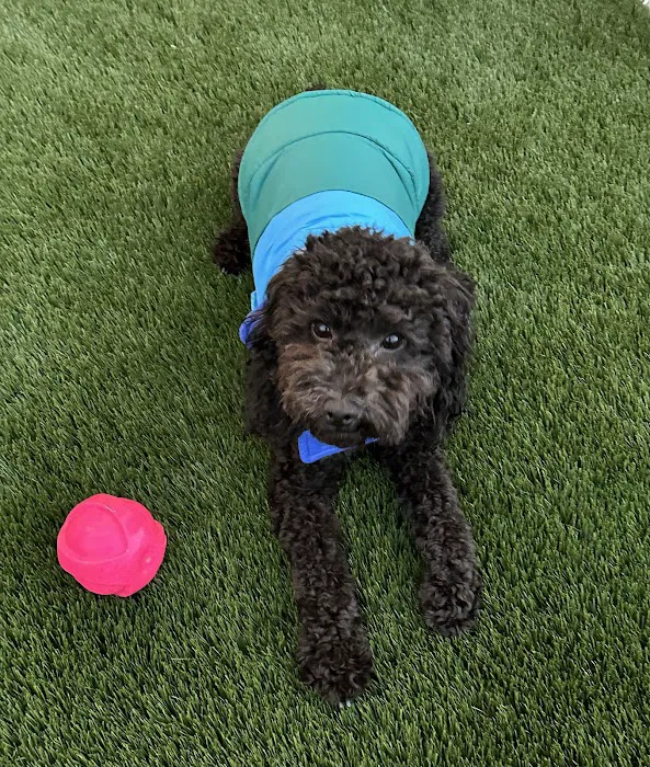 SoCal Pet Hospital Picture 4