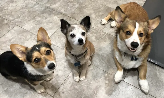 SoCal Pet Hospital Picture 3