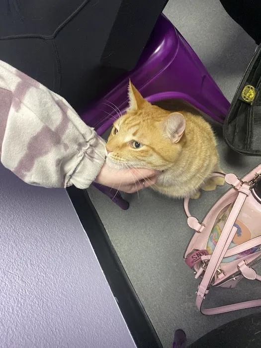 SoCal Pet Hospital Picture 5