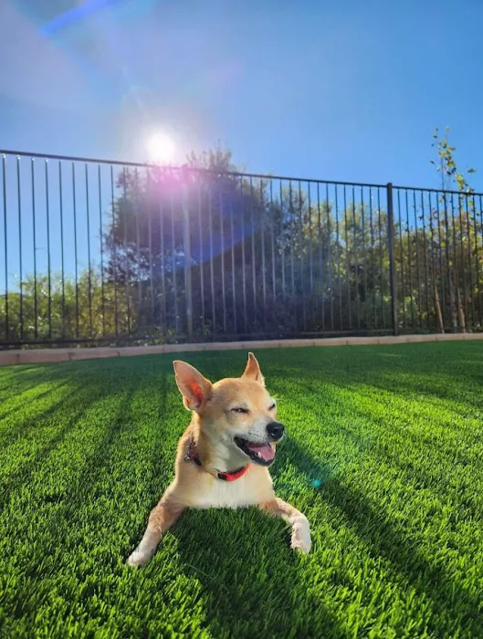 SoCal Pet Hospital Picture 9