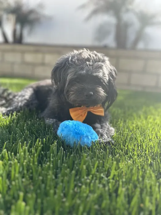 VCA California Veterinary Specialists-Murrieta Picture 2