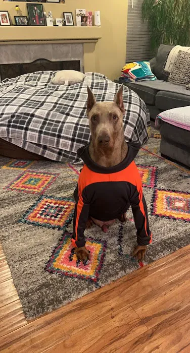 VCA California Veterinary Specialists-Murrieta Picture 3