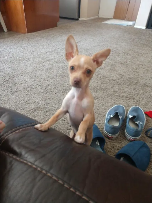 VCA California Veterinary Specialists-Murrieta Picture 4