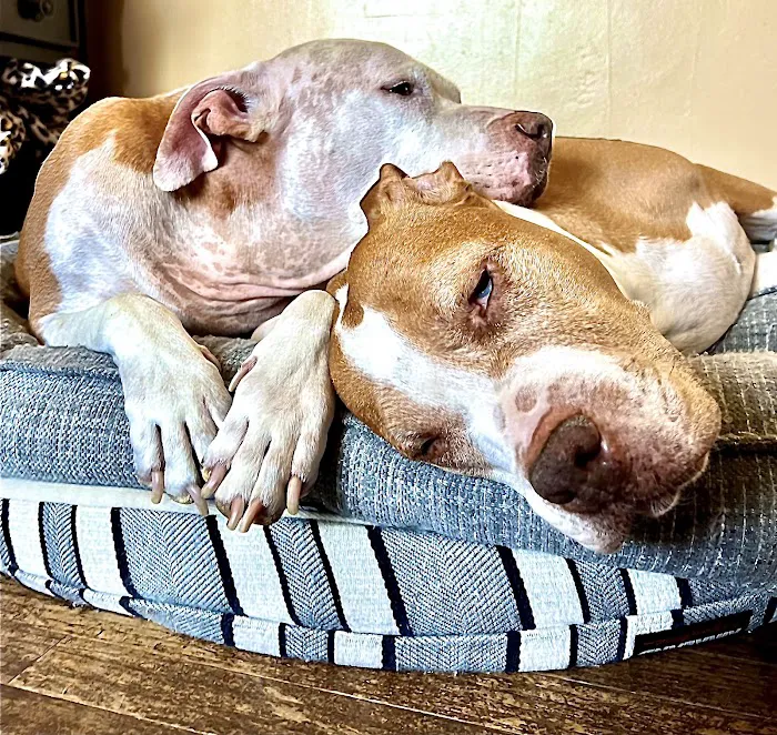 VCA California Veterinary Specialists-Murrieta Picture 8