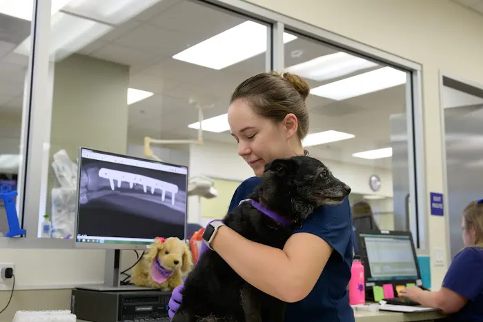 VCA California Veterinary Specialists-Murrieta Picture 6