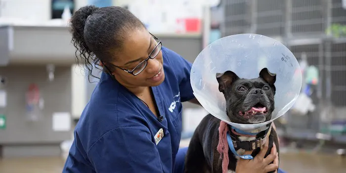 VCA California Veterinary Specialists-Murrieta Picture 9