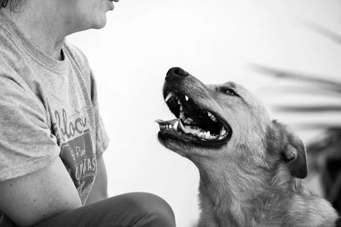 VCA California Veterinary Specialists-Murrieta Picture 7