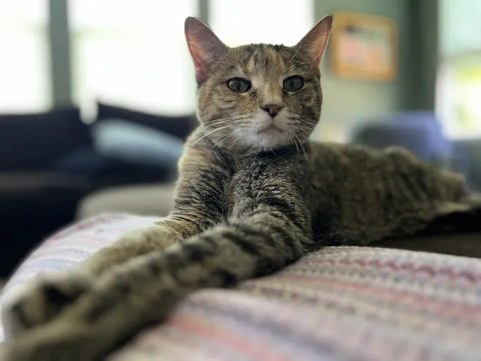 Meadowridge Animal Hospital Picture 3