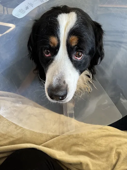 Meadowridge Animal Hospital Picture 9