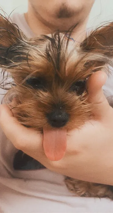 Animal Hospital: Hill S L DVM Picture 3