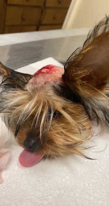 Animal Hospital: Hill S L DVM Picture 2