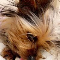 Animal Hospital: Hill S L DVM ico