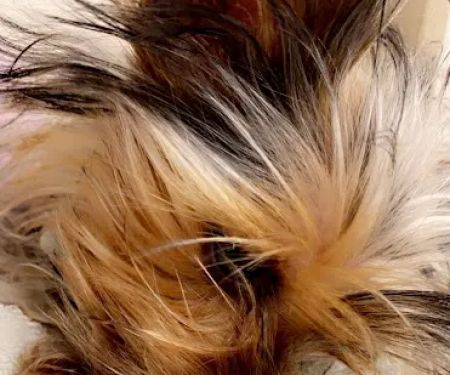 Animal Hospital: Hill S L DVM